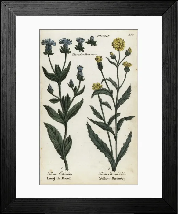 Framed Print : Bristly oxtongue and hawkweed oxtongue