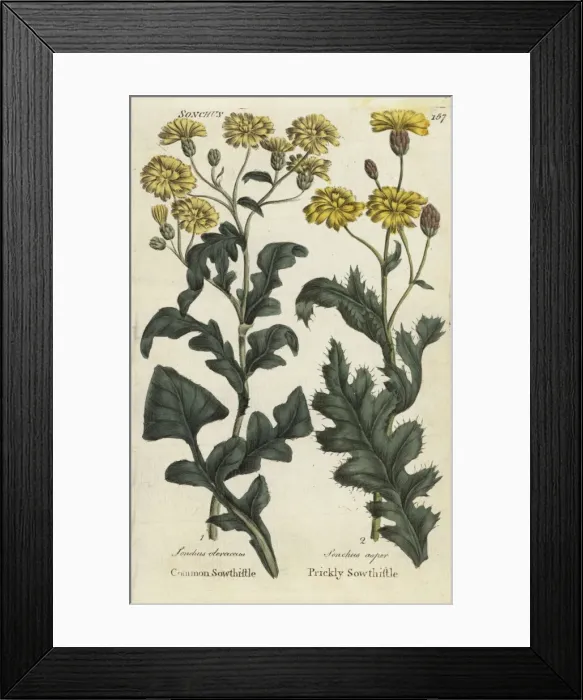 Framed Print : Sowthistle and prickly sowthistle Framed Print : Sowthistle and prickly sowthistle