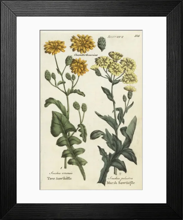 Framed Print : Tree sowthistle and marsh sowthistle Framed Print : Tree sowthistle and marsh sowthistle
