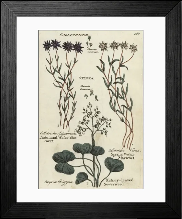 Framed Print : Autumnal and spring water starworts, kidney-leaved sowerweed Framed Print : Autumnal and spring water starworts, kidney-leaved sowerweed
