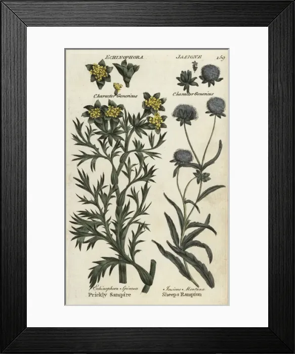 Framed Print : Sea prickly samphire and sheeps bit scabious Framed Print : Sea prickly samphire and sheeps bit scabious