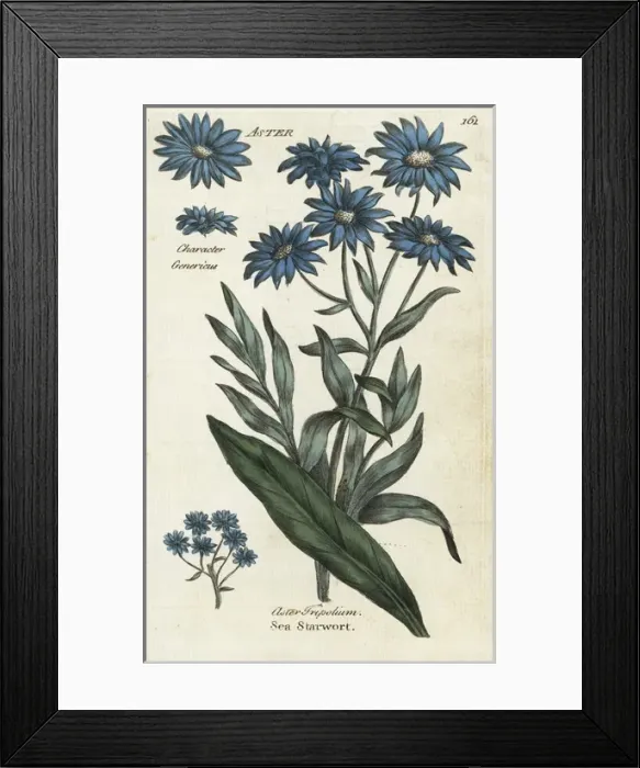 Framed Print : Sea aster, Aster tripolium Framed Print : Sea aster, Aster tripolium