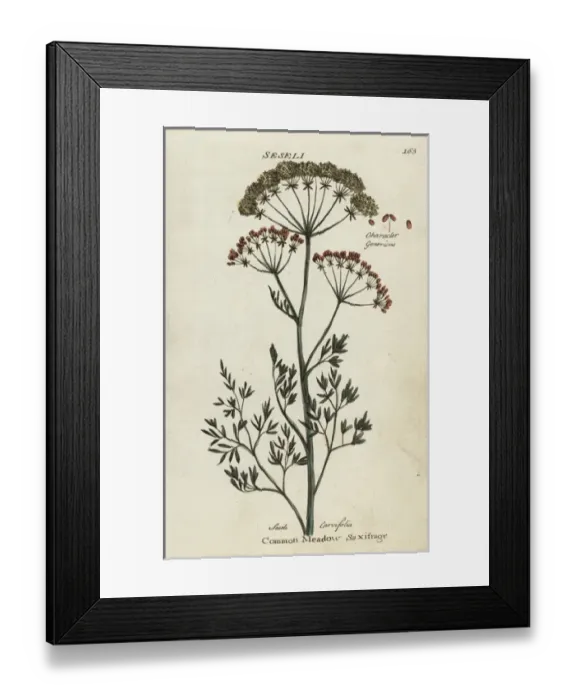 Framed Print : Common meadow saxifrage, Selinum carvifolia Framed Print : Common meadow saxifrage, Selinum carvifolia