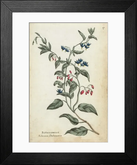 Framed Print : Bittersweet, Solanum dulcamara Framed Print : Bittersweet, Solanum dulcamara