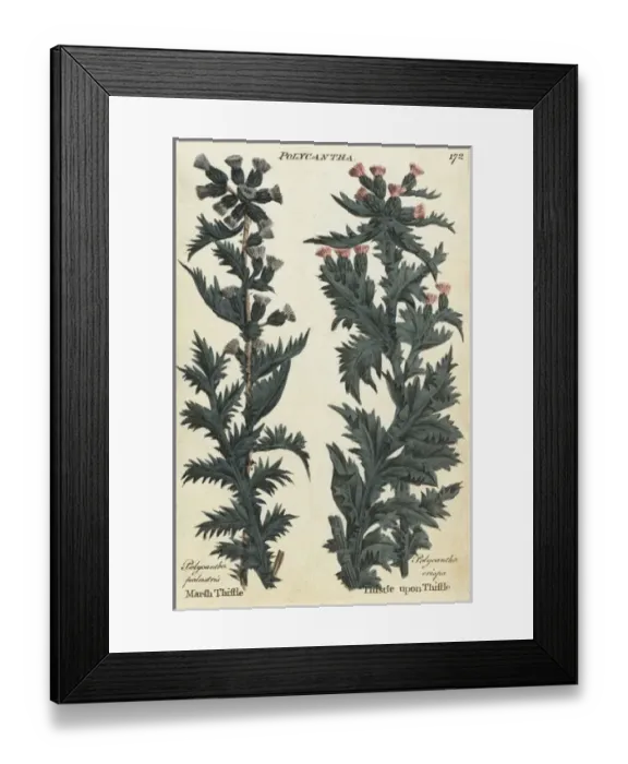 Framed Print : Marsh thistle and thistle upon thistle Framed Print : Marsh thistle and thistle upon thistle