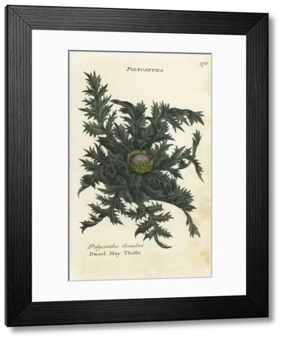 Framed Print : Dwarf may thistle, Cirsium acaule Framed Print : Dwarf may thistle, Cirsium acaule