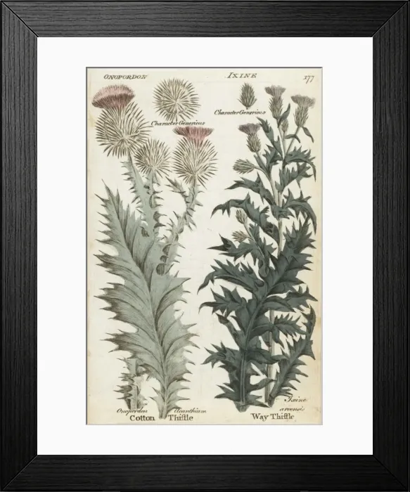Framed Print : Scotch thistle and way thistle Framed Print : Scotch thistle and way thistle