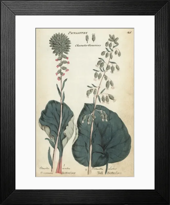 Framed Print : Common butterbur and tall butterbur Framed Print : Common butterbur and tall butterbur