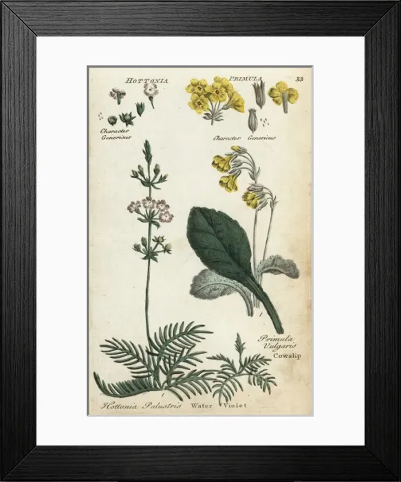 Framed Print : Cowslip or primrose and water violet