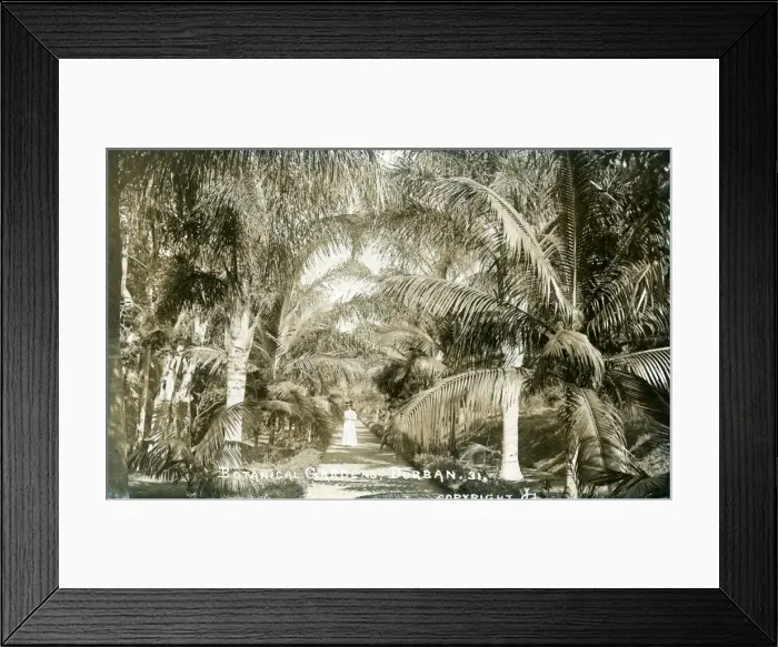 Framed Print : South Africa - Botanical Gardens, Durban Framed Print : South Africa - Botanical Gardens, Durban