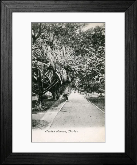 Framed Print : South Africa - Garden Avenue, Durban Framed Print : South Africa - Garden Avenue, Durban