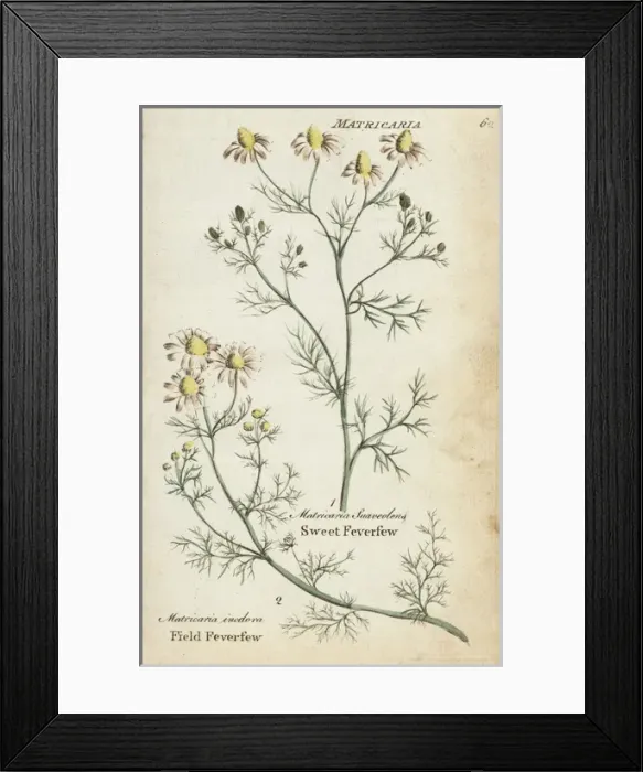 Framed Print : Field feverfew and sweet feverfew Framed Print : Field feverfew and sweet feverfew