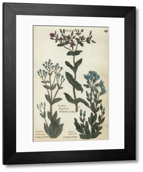 Framed Print : Centaury, yellow-wort and autumnal gentian Framed Print : Centaury, yellow-wort and autumnal gentian