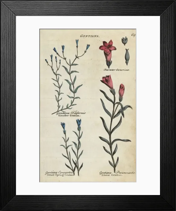 Framed Print : Slender gentian, dwarf spring gentian and marsh gentian Framed Print : Slender gentian, dwarf spring gentian and marsh gentian