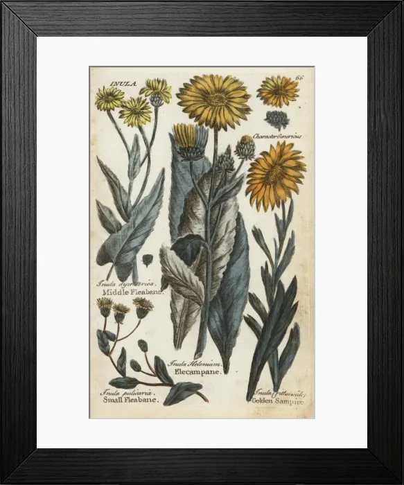 Framed Print : Middle fleabane, small fleabane, elecampane Framed Print : Middle fleabane, small fleabane, elecampane