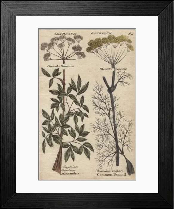 Framed Print : Fennel, Foeniculum vulgare and Alexanders Framed Print : Fennel, Foeniculum vulgare and Alexanders