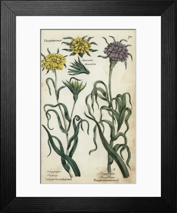 Framed Print : Yellow goatsbeard and salsify Framed Print : Yellow goatsbeard and salsify