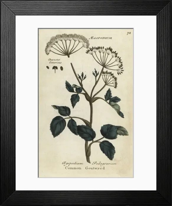 Framed Print : Common goutweed, Aegopodium podagrarium Framed Print : Common goutweed, Aegopodium podagrarium