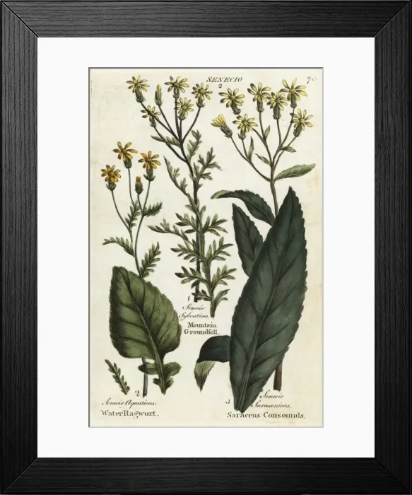 Framed Print : Water ragwort, mountain groundsel and saracens consounds Framed Print : Water ragwort, mountain groundsel and saracens consounds