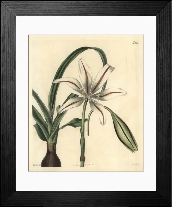 Framed Print : Broussonets crinum, Crinum broussoneti Framed Print : Broussonets crinum, Crinum broussoneti