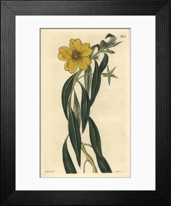 Framed Print : Great-flowered jussieua, Jussieua grandiflora Framed Print : Great-flowered jussieua, Jussieua grandiflora
