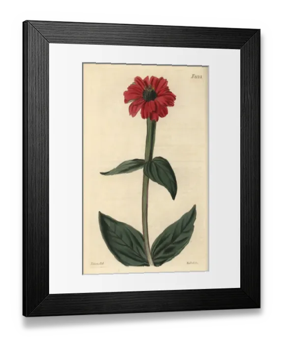 Framed Print : Large-flowered zinnia, Zinnia hybrida Framed Print : Large-flowered zinnia, Zinnia hybrida