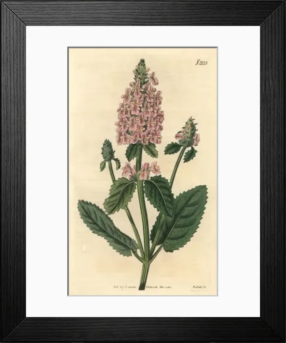 Framed Print : Rose-coloured betony, Betonica incana Framed Print : Rose-coloured betony, Betonica incana