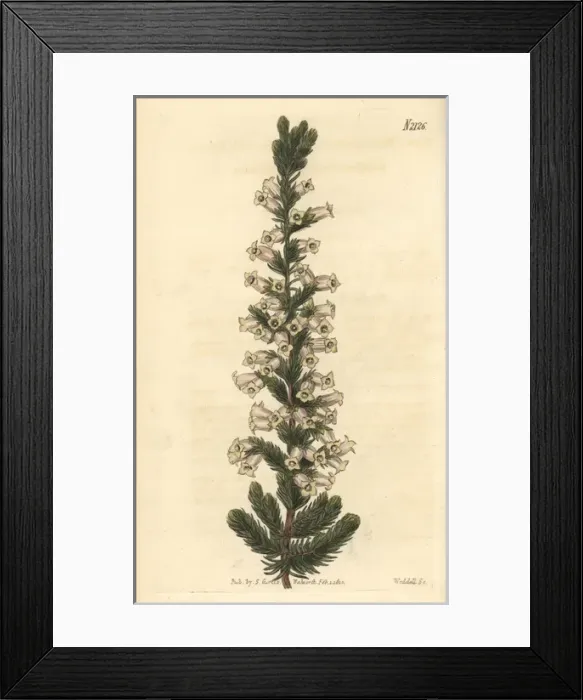 Framed Print : Bonplands heath, Erica bonplandiana Framed Print : Bonplands heath, Erica bonplandiana