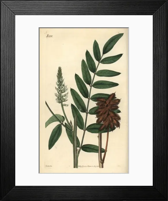 Framed Print : Silky leaved liquorice, Glycirrhiza lepidota Framed Print : Silky leaved liquorice, Glycirrhiza lepidota