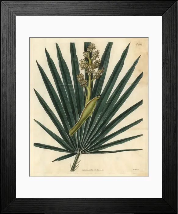 Framed Print : Dwarf fan-palm, Chamaerops humilis Framed Print : Dwarf fan-palm, Chamaerops humilis