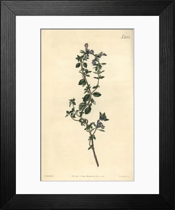 Framed Print : Alpine thyme, Thymus alpinus Framed Print : Alpine thyme, Thymus alpinus
