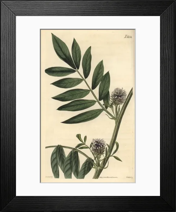 Framed Print : Prickly headed liquorice, Glycirrhiza echinata Framed Print : Prickly headed liquorice, Glycirrhiza echinata