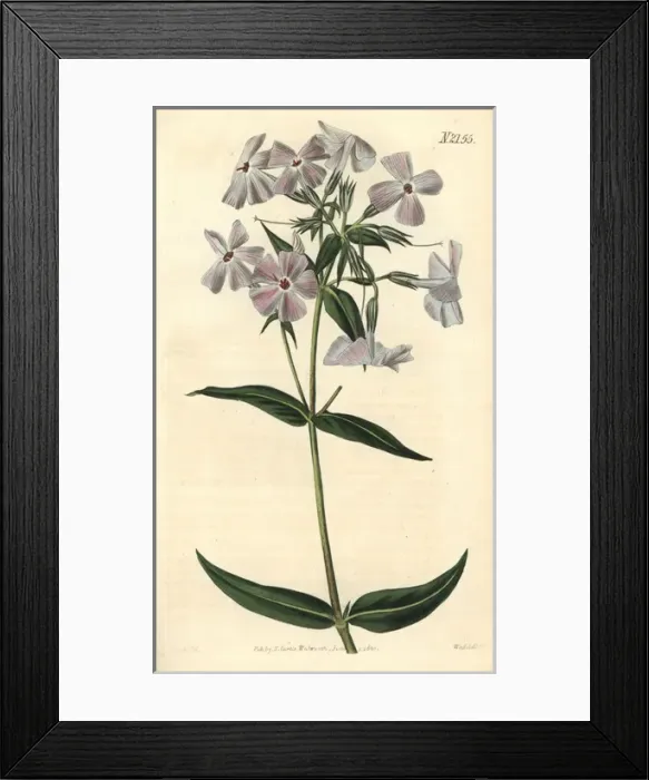 Framed Print : Flesh-coloured phlox, Phlox carnea Framed Print : Flesh-coloured phlox, Phlox carnea