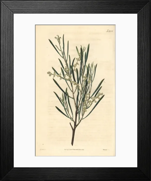 Framed Print : Linear leaved acacia, Acacia linearis Framed Print : Linear leaved acacia, Acacia linearis