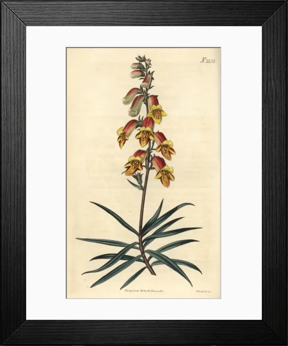 Framed Print : Willow-leaved foxglove, Digitalis obscura Framed Print : Willow-leaved foxglove, Digitalis obscura
