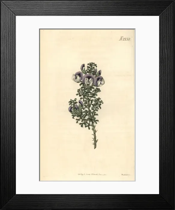 Framed Print : Prickly psoralea, Psoralea aculeata Framed Print : Prickly psoralea, Psoralea aculeata