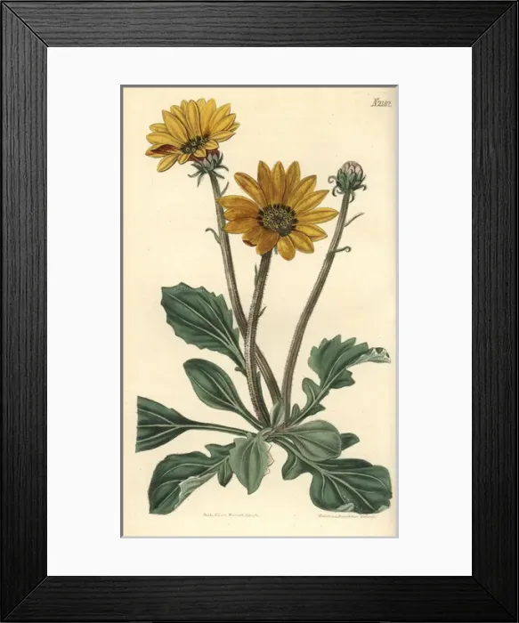 Framed Print : Showy arctotis, Arctotis speciosa Framed Print : Showy arctotis, Arctotis speciosa