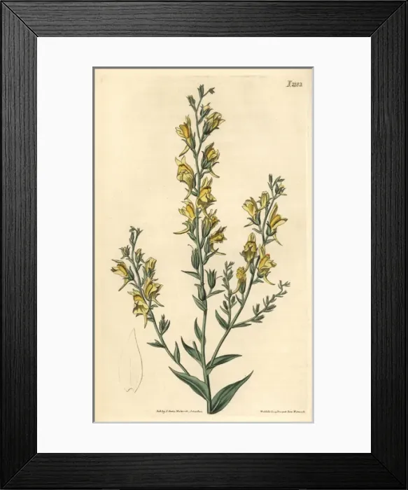 Framed Print : Tall broom-like toad flax, Linaria genistifolia var procera Framed Print : Tall broom-like toad flax, Linaria genistifolia var procera