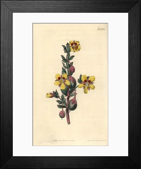 Framed Print : Sessile-leaved bean caper, Zygophyllum sessilifolium Framed Print : Sessile-leaved bean caper, Zygophyllum sessilifolium