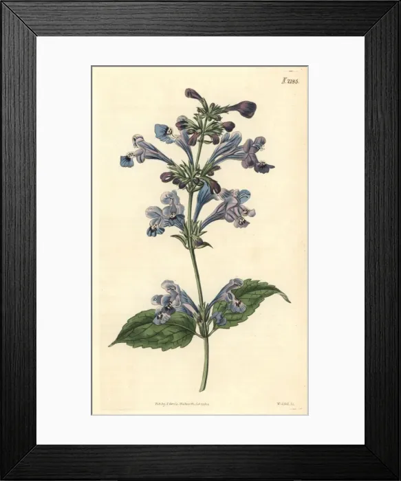Framed Print : Siberian dragons head, Dracocephalum sibiricum Framed Print : Siberian dragons head, Dracocephalum sibiricum