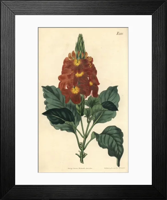 Framed Print : Waved-leaved crossandra, Crossandra undulaefolia Framed Print : Waved-leaved crossandra, Crossandra undulaefolia