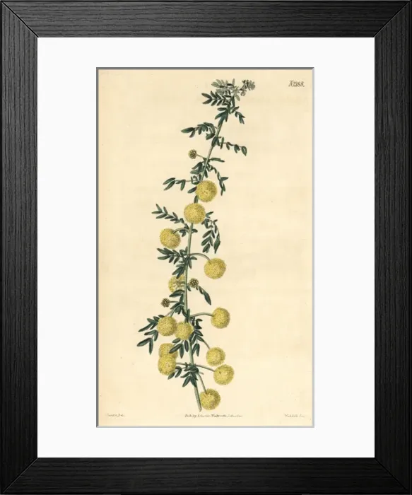 Framed Print : Unequal-winged acacia, Acacia nigricans Framed Print : Unequal-winged acacia, Acacia nigricans
