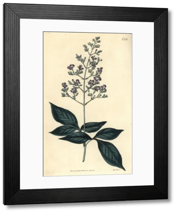 Framed Print : Three-leaved chaste tree, Vitex trifolia Framed Print : Three-leaved chaste tree, Vitex trifolia
