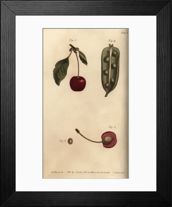 Framed Print : Seed vessel pericarpium of the pea Pisum sativum Framed Print : Seed vessel pericarpium of the pea Pisum sativum