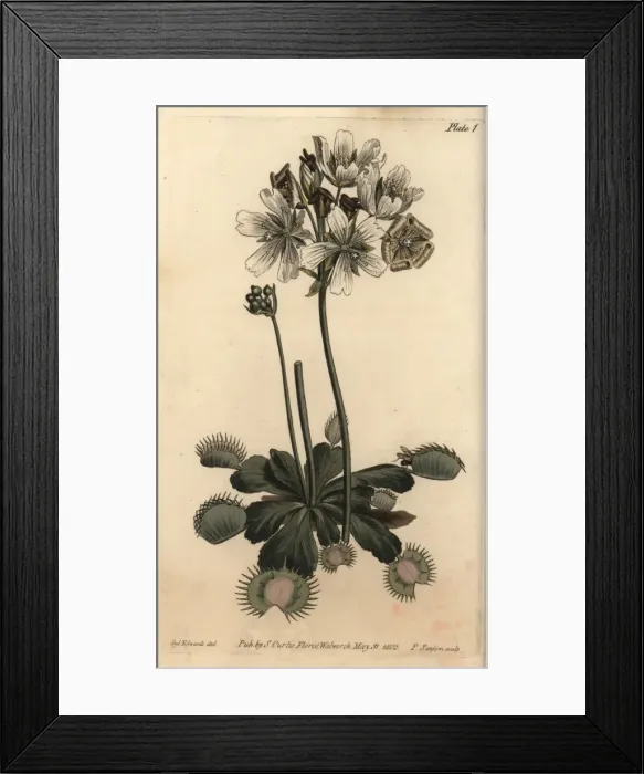 Framed Print : Venus flytrap, Dionaea muscipula, carnivorous plant Framed Print : Venus flytrap, Dionaea muscipula, carnivorous plant