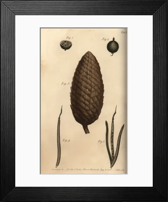 Framed Print : Seed vessel pericarpium of the gooseberry 1-2 Framed Print : Seed vessel pericarpium of the gooseberry 1-2