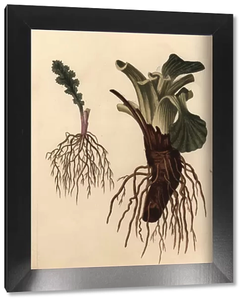 Plant roots: fibrous root of groundsel Senecio