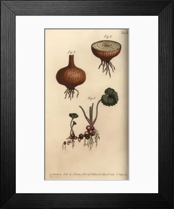 Framed Print : Roots of the onion Allium cepa and meadow saxifrage Framed Print : Roots of the onion Allium cepa and meadow saxifrage