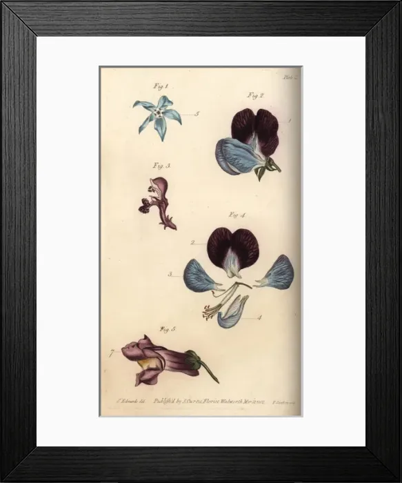 Framed Print : Parts of fructification in borage 1, pea 2 Framed Print : Parts of fructification in borage 1, pea 2