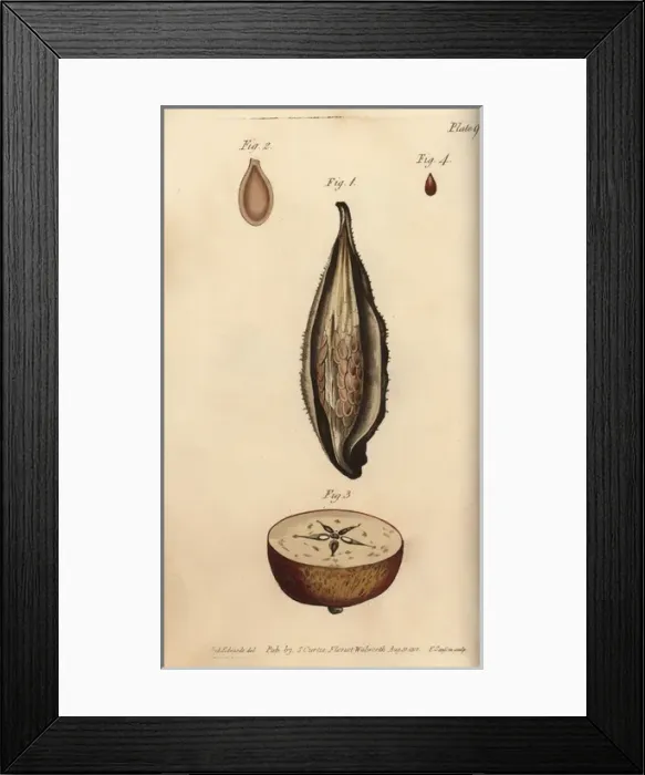 Framed Print : Seed vessel pericarpium of the milkweed Asclepias Framed Print : Seed vessel pericarpium of the milkweed Asclepias